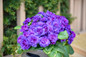 Bouquet Perfect™ Violetta Primrose purple flowers