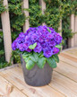 Bouquet Perfect™ Violetta Primrose in glossy planter
