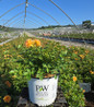 Rosa x Reminiscent® Ginger in nursery