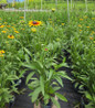 Suntacular' Black-Eyed Susan #1 in pot