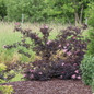Pink Pony™ Elderberry in landscape settings