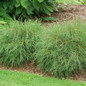 Whip It Good™ Arborvitae Shrubs In The Garden