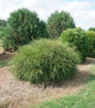 Whip It Good Arborvitae landscape screening plant