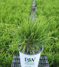 Whip It Good Arborvitae nursery container plant