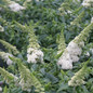 Chrysalis™ White Butterfly Bush full of blooms