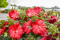 Hibiscus hybrid
