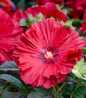 Rose Mallow close-up vibrant blossoms