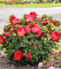 Rose Mallow compact flowering shrub