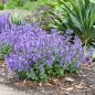 Catwalk Queen Catmint compact flowering plant