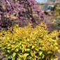 Mango Twist™ Abelia Shrub