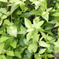 Mango Twist™ Abelia Foliage