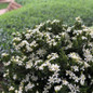 Daisy Duke™ Gardenia Bushes Covered in Flowers