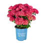 Hydrangea mac Drama Queen in Bloomin' Easy pot