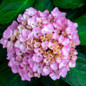 hydrangea mac soul mate bloomclose up