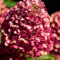 Hydrangea pan Bouncy bloom