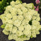 hydrangea pan bubble bath mounded form in landscape