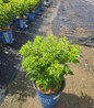 Bubble Bath™ Panicle Hydrangea in pot