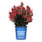 Lagerstroemia Princess Holly Annin Bloomin Easy pot