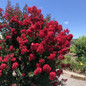 Lagerstroemia Princess Zoey in landscape