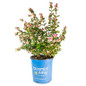 symphoricarpos pink posy in Bloomin Easy pot