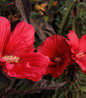 Hibiscus MoonShadow™ Morello flower petal close up