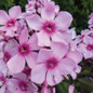 phlox center of attention flower close up