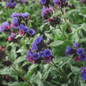 pulmonaria silver scimitar bloom