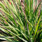 schizachryium sandhill foliage close up
