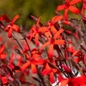 Forged by Fire Silene showcasing scarlet blooms