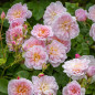 Elizabeth® rose blooms, pale pink rosettes