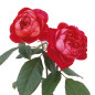 Rose blooms and buds on white background