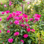 Rose shrub covered in deep pink blooms