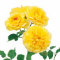 Three Molineux® blooms on white background