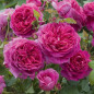 Cluster of magenta-pink rose blooms