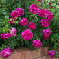 Rose shrub covered in deep pink blooms