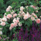 Eglantyne English Shrub Rose