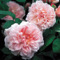 Eglantyne English Shrub Rose Blooms