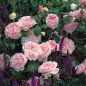 Eglantyne English Shrub Rose Flowers