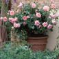 Wildeve® English Shrub Rose