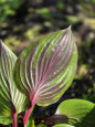 Red Ninja™ Hosta