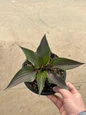 Red Ninja™ Hosta