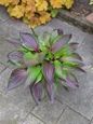 Red Ninja Hosta viewed from above