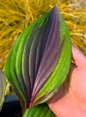 Red Ninja Hosta colorful leaf closeup