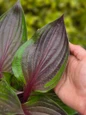 Red Ninja Hosta purple leaf closeup