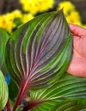 Red Ninja Hosta large purple leaf
