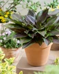 Red Ninja Hosta in container