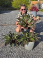 Red Ninja Hosta in decorative planter