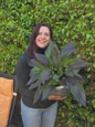 Woman holding Red Ninja Hosta