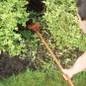 Narrow Shrub Rake with 8in Head