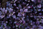 Proven Accents Plum Dandy Alternanthera Leaves Close Up